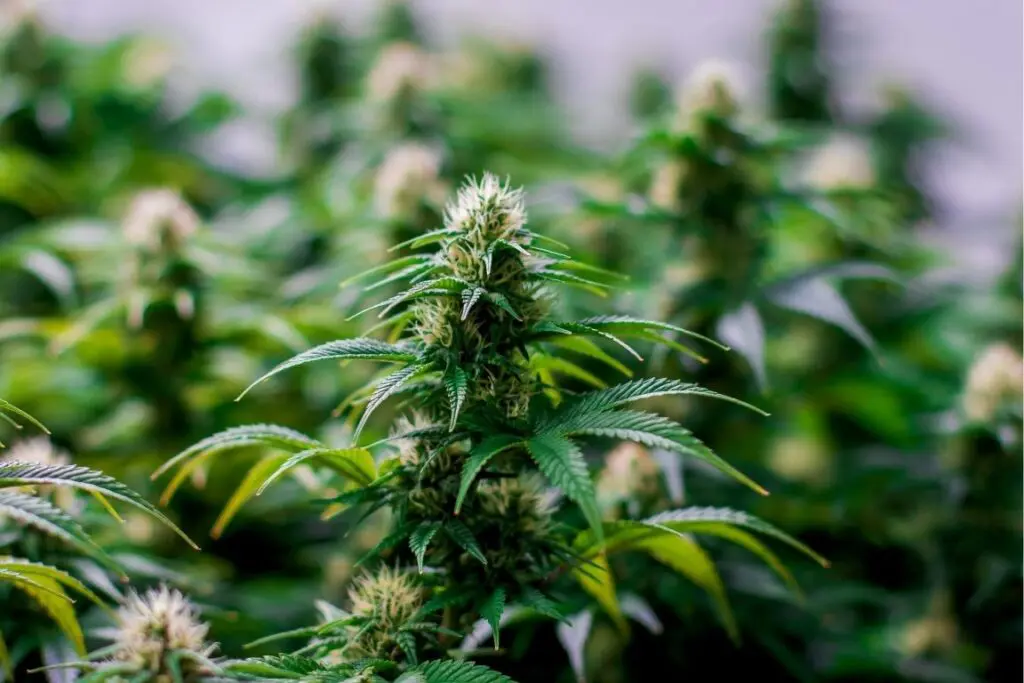 rows of cannabis plant