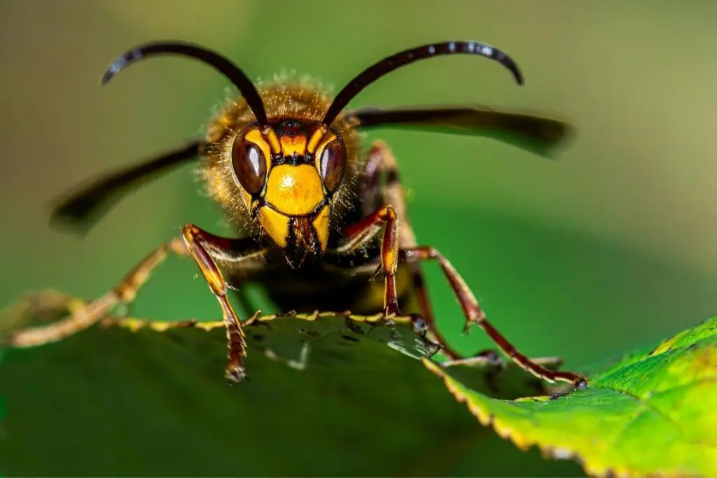 Asian hornet (Vespa velutina) while resting on the edge of a green leaf.
