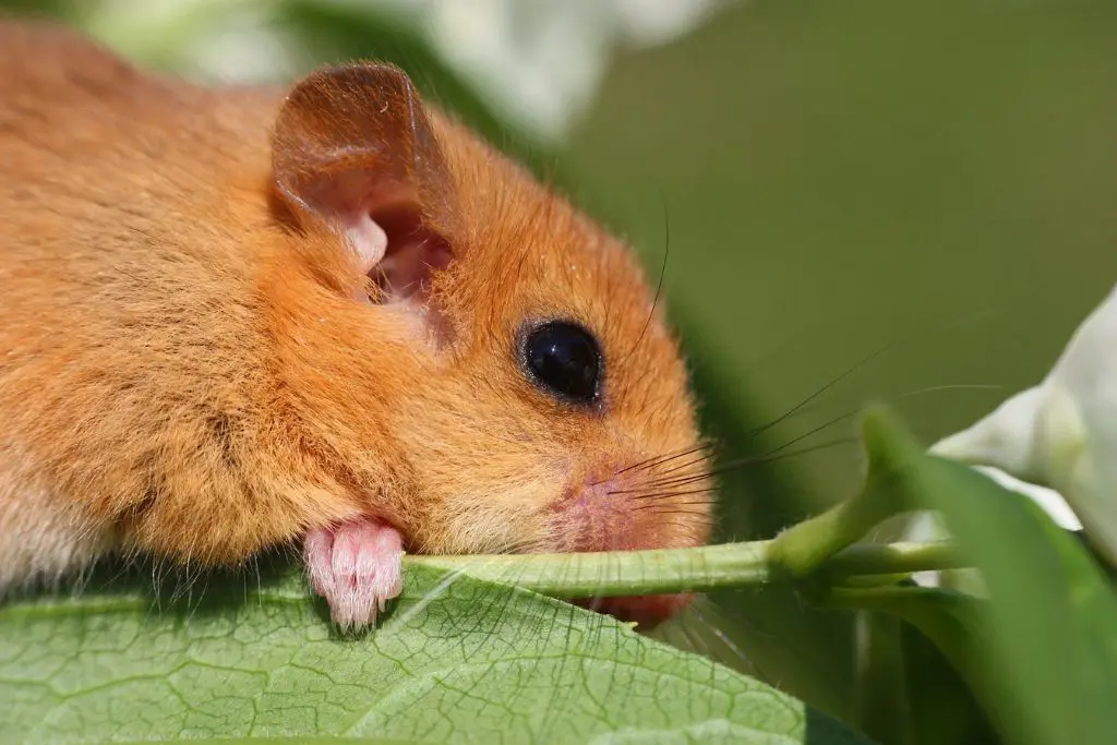 A close-up shot of a golden-brown hazel dormouse resting its head and a tiny pink paw on a bright green leaf.